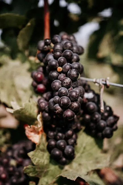 Merlot red grapes on a vine in Napa