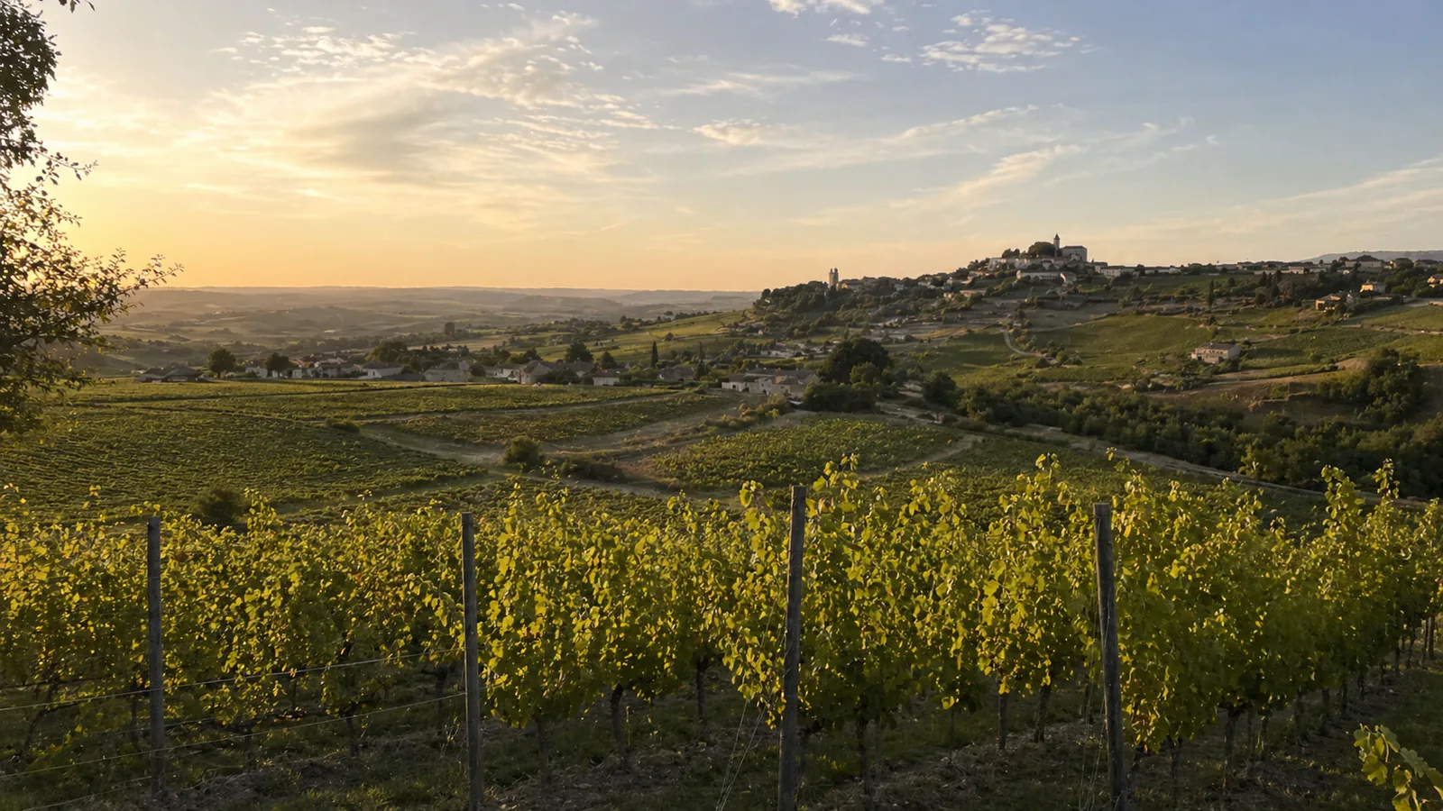 France Wine Guide: Regions, Grapes, Where to Start